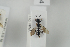  (Crossocerus styrius - NOSPH306)  @13 [ ] CreativeCommons - Attribution Non-Commercial Share-Alike (2014) Arnstein Staverlokk Norwegian Institute of Nature Research