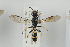  (Crossocerus subulatus - NOSPH314)  @14 [ ] CreativeCommons - Attribution Non-Commercial Share-Alike (2014) Arnstein Staverlokk Norwegian Institute of Nature Research