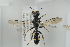  (Crossocerus dimidiatus - NOSPH328)  @14 [ ] CreativeCommons - Attribution Non-Commercial Share-Alike (2014) Arnstein Staverlokk Norwegian Institute of Nature Research