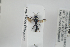  (Crossocerus distinguendus - NOSPH334)  @13 [ ] CreativeCommons - Attribution Non-Commercial Share-Alike (2014) Arnstein Staverlokk Norwegian Institute of Nature Research