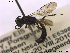  ( - NOSPH078)  @13 [ ] CreativeCommons - Attribution Non-Commercial Share-Alike (2013) Arnstein Staverlokk Norwegian Institute of Nature Research