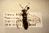  ( - TEB-SB038)  @13 [ ] Copyright (2013) Trond Elling Barstad Tromso University Museum