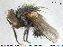  ( - NOTAC242)  @11 [ ] CreativeCommons - Attribution Non-Commercial Share-Alike (2015) NTNU University Museum, Department of Natural History NTNU University Museum, Department of Natural History
