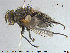  ( - NOTAC244)  @11 [ ] CreativeCommons - Attribution Non-Commercial Share-Alike (2015) NTNU University Museum, Department of Natural History NTNU University Museum, Department of Natural History