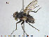  ( - NOTAC250)  @11 [ ] CreativeCommons - Attribution Non-Commercial Share-Alike (2015) NTNU University Museum, Department of Natural History NTNU University Museum, Department of Natural History