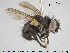  ( - NOTAC251)  @11 [ ] CreativeCommons - Attribution Non-Commercial Share-Alike (2015) NTNU University Museum, Department of Natural History NTNU University Museum, Department of Natural History