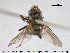  ( - NOTAC264)  @11 [ ] CreativeCommons - Attribution Non-Commercial Share-Alike (2015) NTNU University Museum, Department of Natural History NTNU University Museum, Department of Natural History