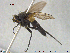  ( - NOTAC266)  @11 [ ] CreativeCommons - Attribution Non-Commercial Share-Alike (2015) NTNU University Museum, Department of Natural History NTNU University Museum, Department of Natural History
