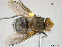  ( - NOTAC272)  @11 [ ] CreativeCommons - Attribution Non-Commercial Share-Alike (2015) NTNU University Museum, Department of Natural History NTNU University Museum, Department of Natural History