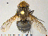  ( - NOTAC273)  @11 [ ] CreativeCommons - Attribution Non-Commercial Share-Alike (2015) NTNU University Museum, Department of Natural History NTNU University Museum, Department of Natural History