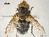  ( - NOTAC275)  @11 [ ] CreativeCommons - Attribution Non-Commercial Share-Alike (2015) NTNU University Museum, Department of Natural History NTNU University Museum, Department of Natural History