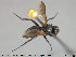  ( - NOTAC013)  @11 [ ] CreativeCommons - Attribution Non-Commercial Share-Alike (2015) NTNU University Museum, Department of Natural History NTNU University Museum, Department of Natural History