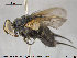 ( - NOTAC017)  @11 [ ] CreativeCommons - Attribution Non-Commercial Share-Alike (2015) NTNU University Museum, Department of Natural History NTNU University Museum, Department of Natural History