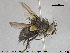  ( - NOTAC018)  @11 [ ] CreativeCommons - Attribution Non-Commercial Share-Alike (2015) NTNU University Museum, Department of Natural History NTNU University Museum, Department of Natural History