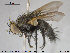  ( - NOTAC019)  @11 [ ] CreativeCommons - Attribution Non-Commercial Share-Alike (2015) NTNU University Museum, Department of Natural History NTNU University Museum, Department of Natural History