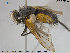  ( - NOTAC020)  @11 [ ] CreativeCommons - Attribution Non-Commercial Share-Alike (2015) NTNU University Museum, Department of Natural History NTNU University Museum, Department of Natural History