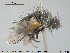  ( - NOTAC024)  @11 [ ] CreativeCommons - Attribution Non-Commercial Share-Alike (2015) NTNU University Museum, Department of Natural History NTNU University Museum, Department of Natural History