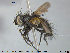  ( - NOTAC025)  @11 [ ] CreativeCommons - Attribution Non-Commercial Share-Alike (2015) NTNU University Museum, Department of Natural History NTNU University Museum, Department of Natural History