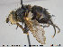  ( - NOTAC042)  @13 [ ] CreativeCommons - Attribution Non-Commercial Share-Alike (2015) NTNU University Museum, Department of Natural History NTNU University Museum, Department of Natural History