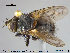  ( - NOTAC043)  @13 [ ] CreativeCommons - Attribution Non-Commercial Share-Alike (2015) NTNU University Museum, Department of Natural History NTNU University Museum, Department of Natural History