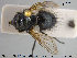  (Eurithia intermedia - NOTAC046)  @11 [ ] CreativeCommons - Attribution Non-Commercial Share-Alike (2015) NTNU University Museum, Department of Natural History NTNU University Museum, Department of Natural History
