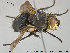  ( - NOTAC049)  @13 [ ] CreativeCommons - Attribution Non-Commercial Share-Alike (2015) NTNU University Museum, Department of Natural History NTNU University Museum, Department of Natural History