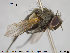  ( - NOTAC066)  @11 [ ] CreativeCommons - Attribution Non-Commercial Share-Alike (2015) NTNU University Museum, Department of Natural History NTNU University Museum, Department of Natural History