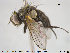 ( - NOTAC067)  @11 [ ] CreativeCommons - Attribution Non-Commercial Share-Alike (2015) NTNU University Museum, Department of Natural History NTNU University Museum, Department of Natural History