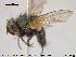  ( - NOTAC068)  @11 [ ] CreativeCommons - Attribution Non-Commercial Share-Alike (2015) NTNU University Museum, Department of Natural History NTNU University Museum, Department of Natural History