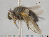  ( - NOTAC074)  @11 [ ] CreativeCommons - Attribution Non-Commercial Share-Alike (2015) NTNU University Museum, Department of Natural History NTNU University Museum, Department of Natural History