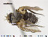  ( - NOTAC076)  @11 [ ] CreativeCommons - Attribution Non-Commercial Share-Alike (2015) NTNU University Museum, Department of Natural History NTNU University Museum, Department of Natural History