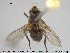  ( - NOTAC077)  @11 [ ] CreativeCommons - Attribution Non-Commercial Share-Alike (2015) NTNU University Museum, Department of Natural History NTNU University Museum, Department of Natural History