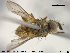  ( - NOTAC101)  @11 [ ] CreativeCommons - Attribution Non-Commercial Share-Alike (2015) NTNU University Museum, Department of Natural History NTNU University Museum, Department of Natural History