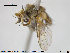  ( - NOTAC102)  @12 [ ] CreativeCommons - Attribution Non-Commercial Share-Alike (2015) NTNU University Museum, Department of Natural History NTNU University Museum, Department of Natural History