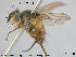  ( - NOTAC103)  @11 [ ] CreativeCommons - Attribution Non-Commercial Share-Alike (2015) NTNU University Museum, Department of Natural History NTNU University Museum, Department of Natural History