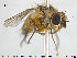  ( - NOTAC104)  @11 [ ] CreativeCommons - Attribution Non-Commercial Share-Alike (2015) NTNU University Museum, Department of Natural History NTNU University Museum, Department of Natural History