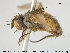  ( - NOTAC105)  @11 [ ] CreativeCommons - Attribution Non-Commercial Share-Alike (2015) NTNU University Museum, Department of Natural History NTNU University Museum, Department of Natural History
