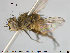  ( - NOTAC109)  @11 [ ] CreativeCommons - Attribution Non-Commercial Share-Alike (2015) NTNU University Museum, Department of Natural History NTNU University Museum, Department of Natural History