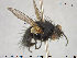  ( - NOTAC112)  @11 [ ] CreativeCommons - Attribution Non-Commercial Share-Alike (2015) NTNU University Museum, Department of Natural History NTNU University Museum, Department of Natural History