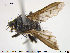  (Ramonda prunaria - NOTAC115)  @11 [ ] CreativeCommons - Attribution Non-Commercial Share-Alike (2015) NTNU University Museum, Department of Natural History NTNU University Museum, Department of Natural History