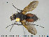 ( - NOTAC118)  @13 [ ] CreativeCommons - Attribution Non-Commercial Share-Alike (2015) NTNU University Museum, Department of Natural History NTNU University Museum, Department of Natural History