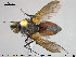  ( - NOTAC120)  @13 [ ] CreativeCommons - Attribution Non-Commercial Share-Alike (2015) NTNU University Museum, Department of Natural History NTNU University Museum, Department of Natural History