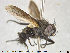  (Periscepsia carbonaria - NOTAC122)  @13 [ ] CreativeCommons - Attribution Non-Commercial Share-Alike (2015) NTNU University Museum, Department of Natural History NTNU University Museum, Department of Natural History