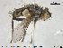  ( - NOTAC131)  @11 [ ] CreativeCommons - Attribution Non-Commercial Share-Alike (2015) NTNU University Museum, Department of Natural History NTNU University Museum, Department of Natural History