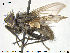  ( - NOTAC132)  @11 [ ] CreativeCommons - Attribution Non-Commercial Share-Alike (2015) NTNU University Museum, Department of Natural History NTNU University Museum, Department of Natural History