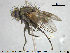  ( - NOTAC133)  @11 [ ] CreativeCommons - Attribution Non-Commercial Share-Alike (2015) NTNU University Museum, Department of Natural History NTNU University Museum, Department of Natural History