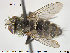  ( - NOTAC136)  @11 [ ] CreativeCommons - Attribution Non-Commercial Share-Alike (2015) NTNU University Museum, Department of Natural History NTNU University Museum, Department of Natural History