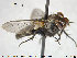  ( - NOTAC137)  @11 [ ] CreativeCommons - Attribution Non-Commercial Share-Alike (2015) NTNU University Museum, Department of Natural History NTNU University Museum, Department of Natural History