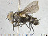  ( - NOTAC138)  @11 [ ] CreativeCommons - Attribution Non-Commercial Share-Alike (2015) NTNU University Museum, Department of Natural History NTNU University Museum, Department of Natural History