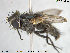  ( - NOTAC142)  @12 [ ] CreativeCommons - Attribution Non-Commercial Share-Alike (2015) NTNU University Museum, Department of Natural History NTNU University Museum, Department of Natural History